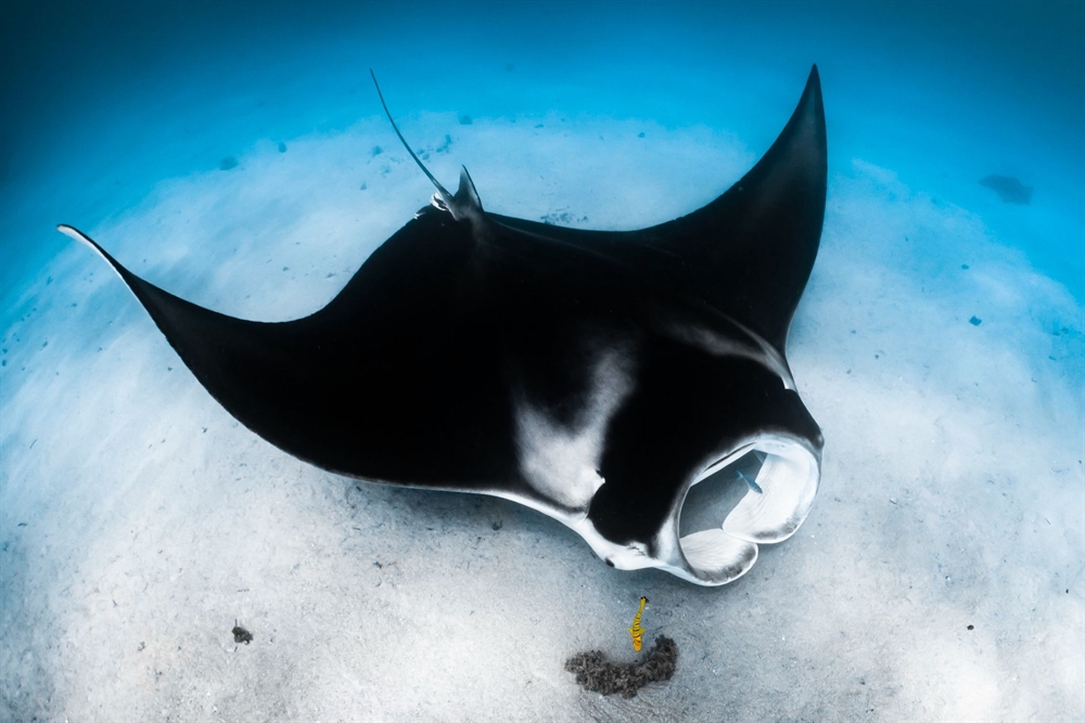 Madagascar and Zanzibar Announce New National Shark and Ray Protections at Our Ocean Conference